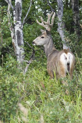 muledeer 083008_MG_6222