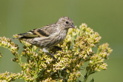 pine siskin 083008_MG_6040