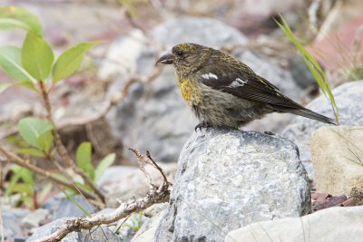 white-winged crossbill 083008_MG_5961