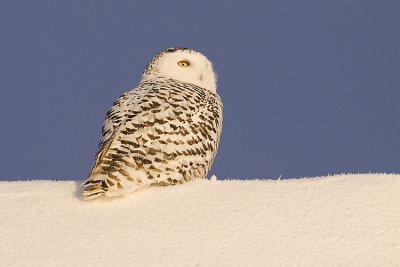 snowy owl 122408_MG_6354