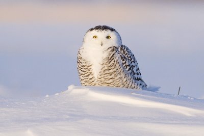 snowy owl 123008_MG_7595