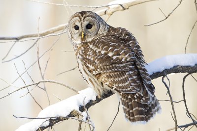 barred owl 010409_MG_7853