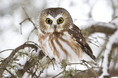 northern saw-whet owl 010100IMG_1070
