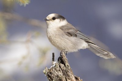 gray jay 021609_MG_4237