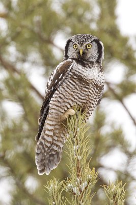 northern hawk owl 022209_MG_5656