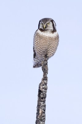 northern hawk owl 022809_MG_6149