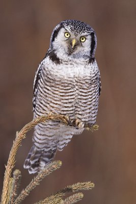 northern hawk owl 022809_MG_6033
