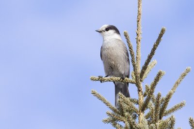 gray jay 032109_MG_8213