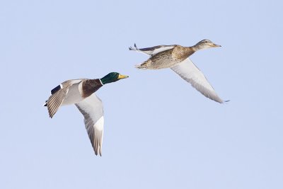 mallards 031909_MG_7464
