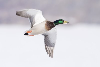 mallard 031909_MG_7488
