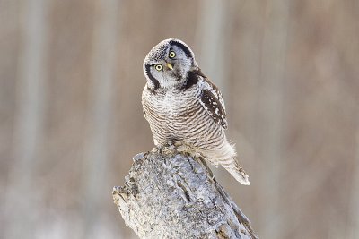 northern hawk owl 032109_MG_8145