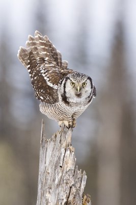 northern hawk owl 032109_MG_8425