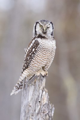 northern hawk owl 032109_MG_8449
