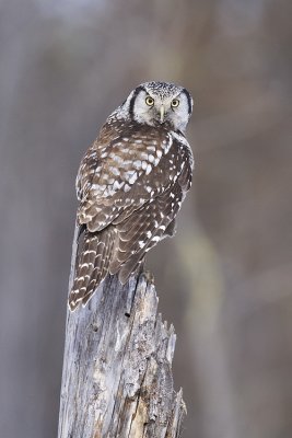 northern hawk owl 032109_MG_8483