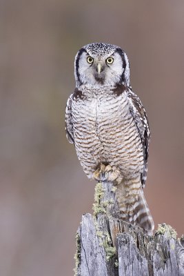 northern hawk owl 032109_MG_8555