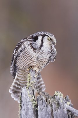 northern hawk owl 032109_MG_8573