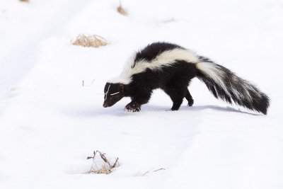 striped skunk 032109_MG_8323