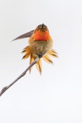 rufous hummingbird 040909_MG_1731