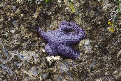 starfish 041009_MG_2642