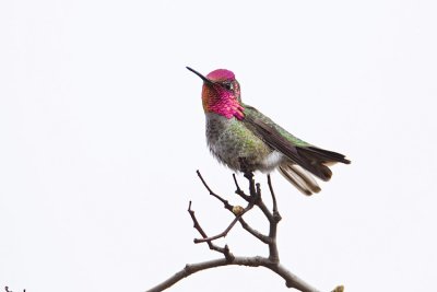 anna's hummingbird 041009_MG_3420