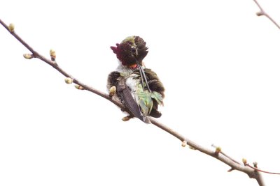 anna's hummingbird 041009_MG_3582