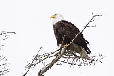 bald eagle 041009_MG_3436