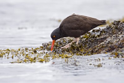black oystercatcher 041009_MG_3912