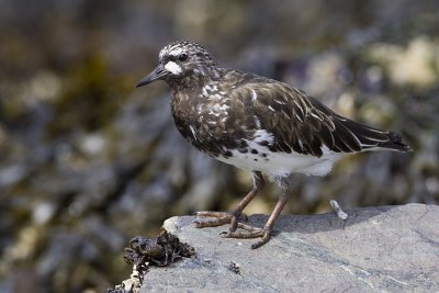 black turnstone 041009_MG_3311