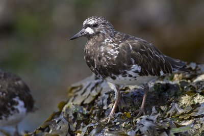 black turnstone 041009_MG_3333