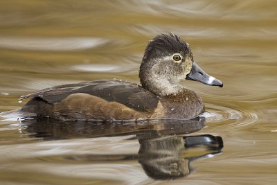 ring-necked duck 041009_MG_3614