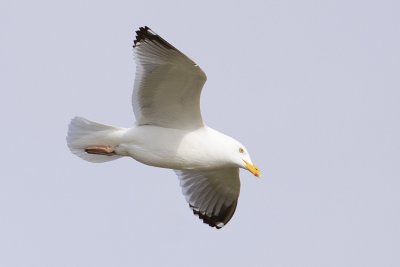 herring gull 042809_MG_6371