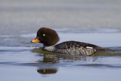 barrow's goldeneye 050209_MG_8315