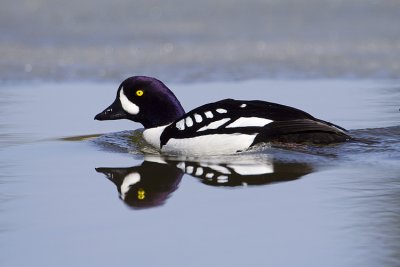 barrow's goldeneye 050209_MG_8326