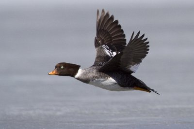 barrow's goldeneye 050209_MG_8595