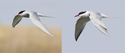 arctic(left) & common(right) terns