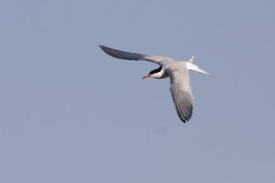 common tern 052309IMG_0169