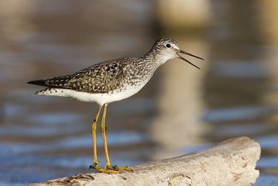 lesser yellowlegs 052209IMG_9708