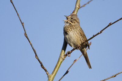 lincoln's sparrow 052309IMG_0007