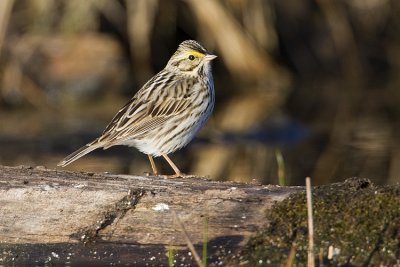 savannah sparrow 052109IMG_8746
