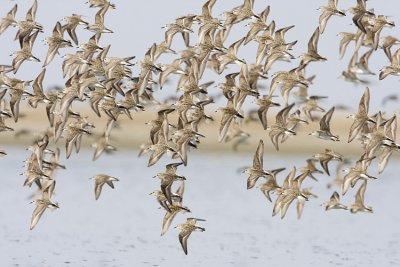 shorebirds 052309IMG_0695