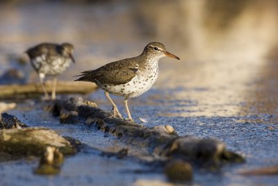 spotted sandpiper 052209IMG_9793