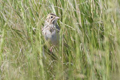 baird's sparrow 053109IMG_6052
