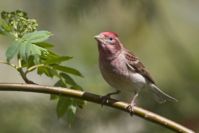 cassin's finch 053009IMG_5666