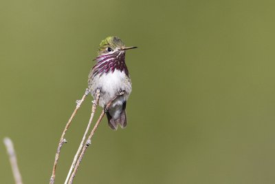 calliope hummingbird 053009IMG_4930