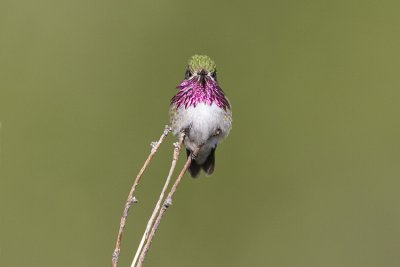 calliope hummingbird 053009IMG_4935