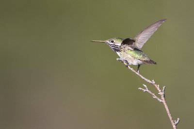 calliope hummingbird 053009IMG_5019