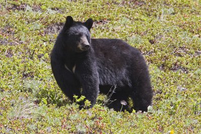 black bear 053009IMG_5263