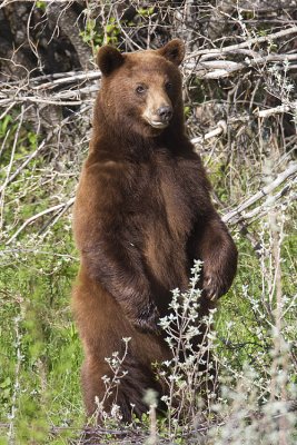 black bear 053009IMG_4960