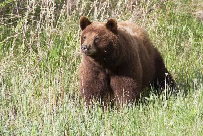 black bear 053009IMG_4994