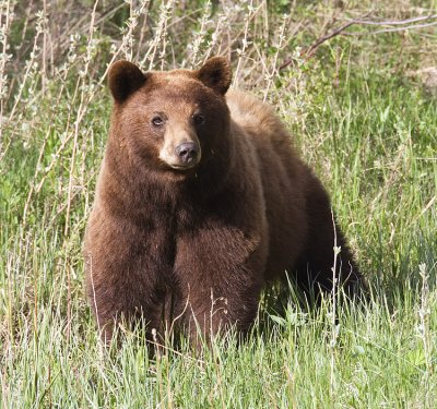 black bear 053009IMG_4969